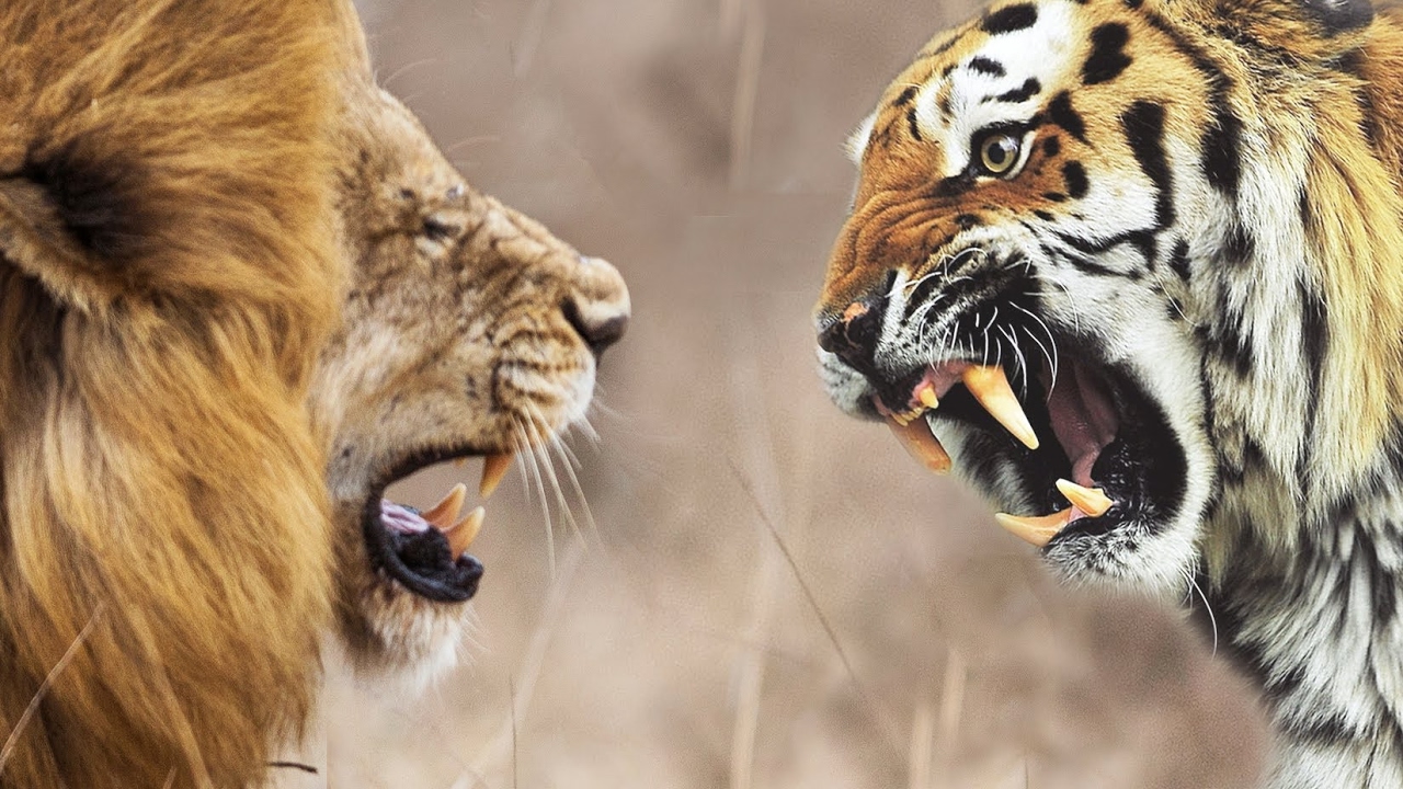 Build Custom Software Vs. Buying a Readymade Turnkey solution